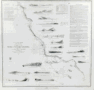 Sold nautical chart of San Francisco to San Diego, California