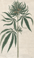 Engraving ca. 1795 containing early depictions of Cannabis Sativa.